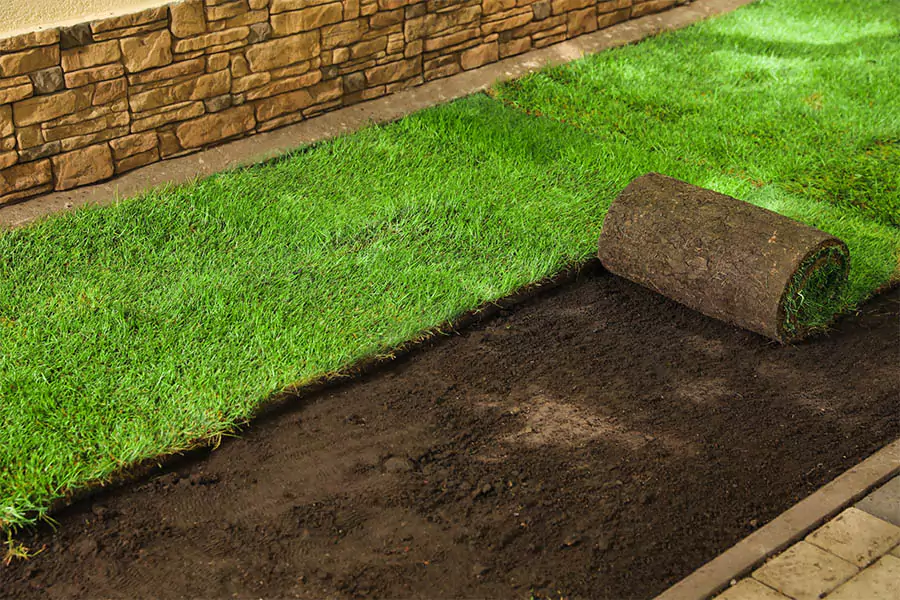 How to Choose the Best Sod for Your Lawn: Sod Installation in Austin, TX