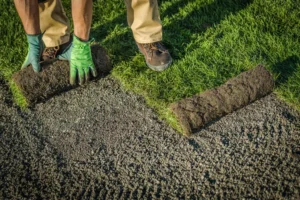 Sod installation process with fresh grass rolls being laid over prepared soil for new lawn landscaping