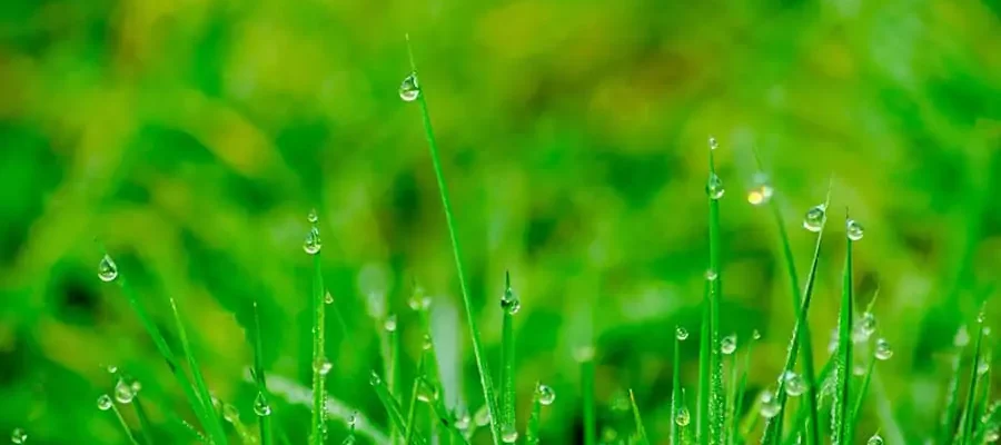 water droplets on blades of grass